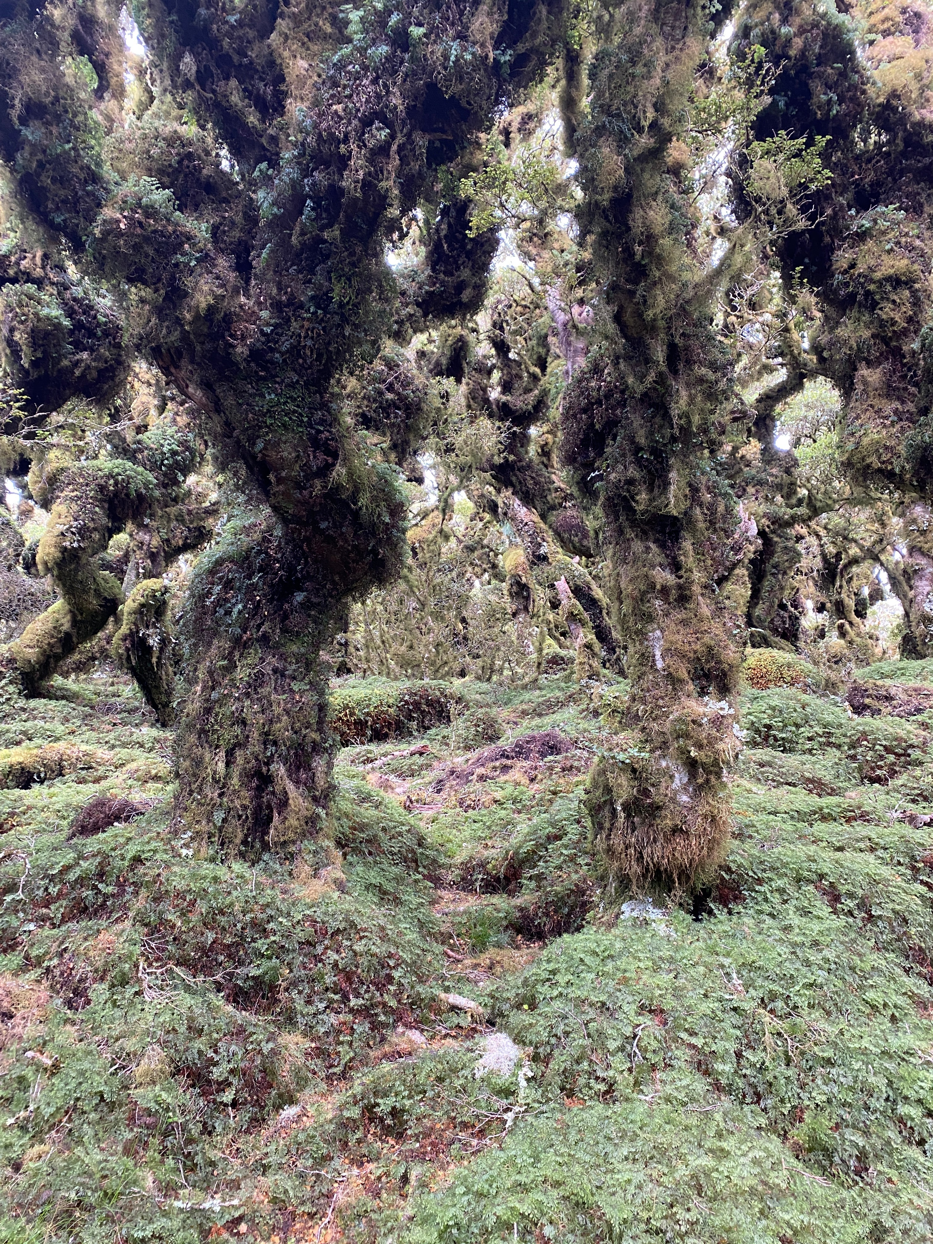 Double Marchant Ridge
